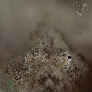 The Look by Mona Dienhart 